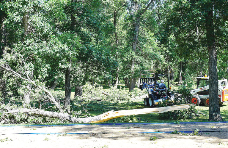 Storm leaves tree damage in Velva News, Sports, Jobs Minot Daily News